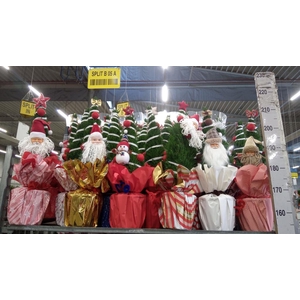 Chamaecyparis laws. 'Ellwoodii'