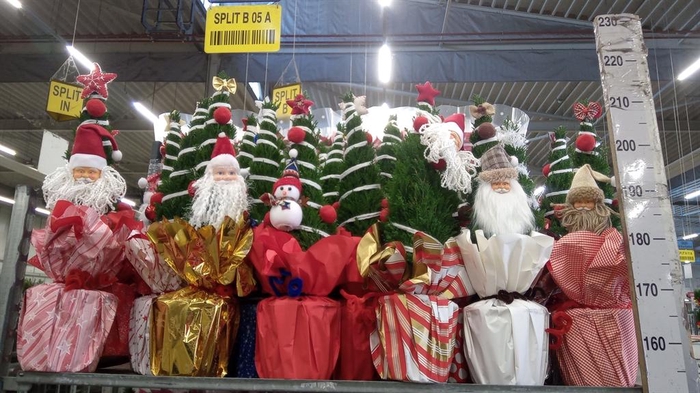 <h4>Chamaecyparis laws. 'Ellwoodii'</h4>