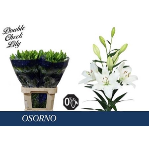 Li La Osorno