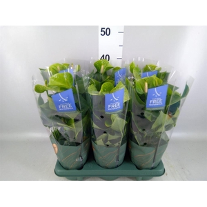 Anthurium andr. 'Smaragd'