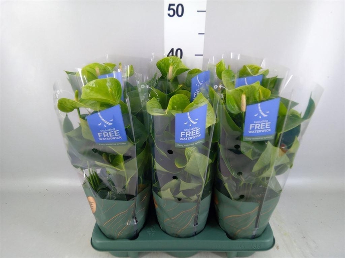 <h4>Anthurium andr. 'Smaragd'</h4>