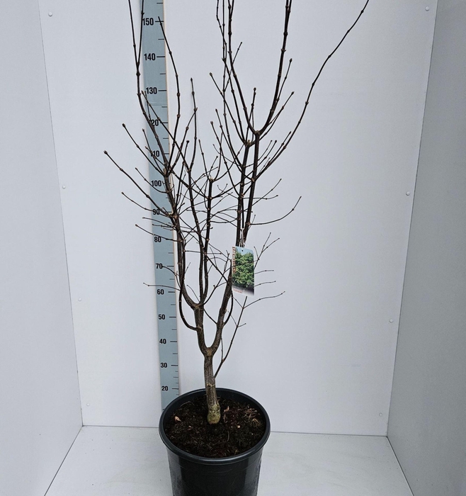 <h4>Acer palmatum Osakazuki</h4>