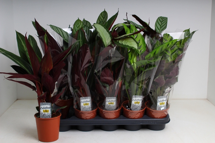 <h4>CALAT GEM 3 SRT</h4>