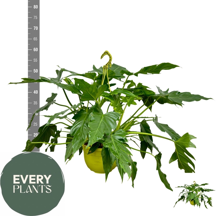 <h4>PHIL OVERIG</h4>