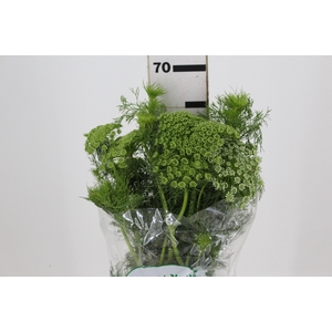 AMMI MAJUS 060 CM
