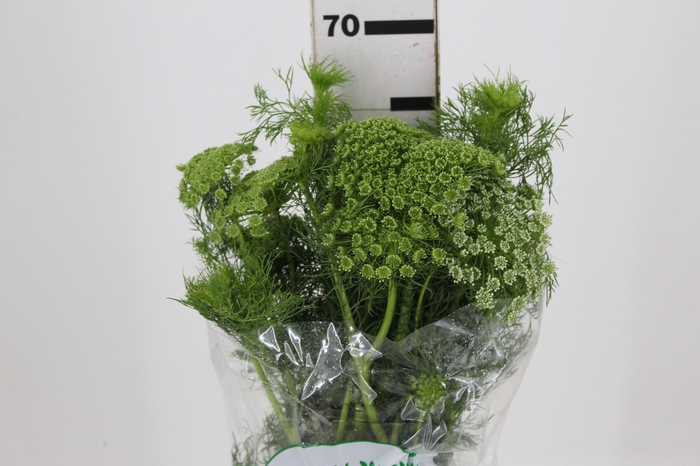 <h4>AMMI MAJUS 060 CM</h4>