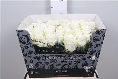 <h4>R Gr Noelia</h4>