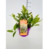 Itea virginica
