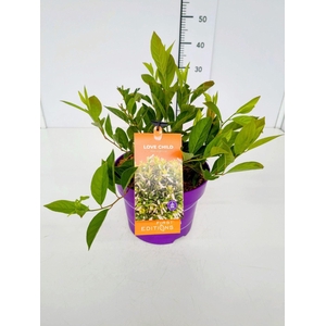 Itea virginica
