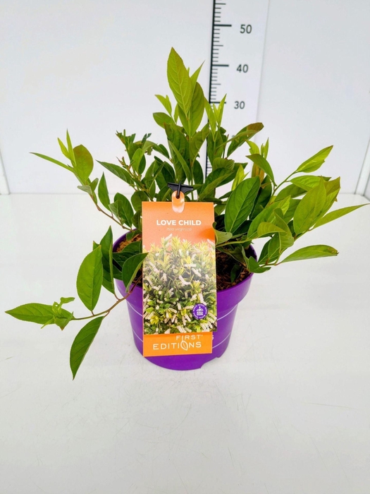 <h4>Itea virginica</h4>