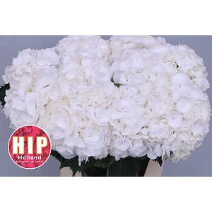 HYDR M SCHNEEBALL