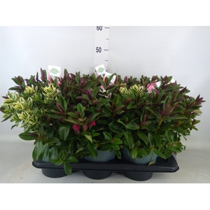 Hebe  'Addenda'   ...mix in pot