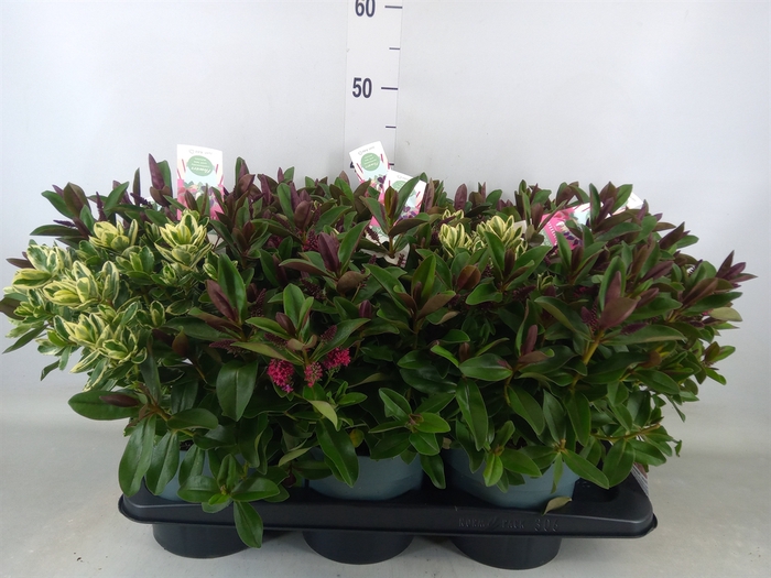 <h4>Hebe  'Addenda'   ...mix in pot</h4>