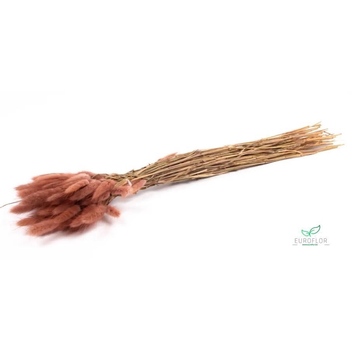 <h4>DRIED FLOWERS - LAGURUS TERRACOTTA 50GR</h4>