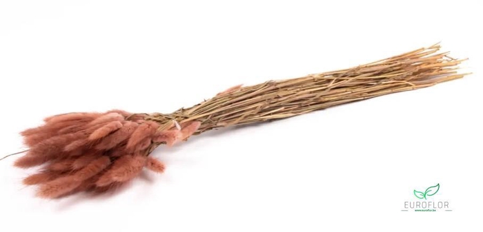 DRIED FLOWERS - LAGURUS TERRACOTTA 50GR