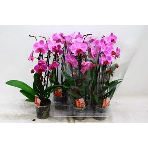 PHAL EL CASCADE