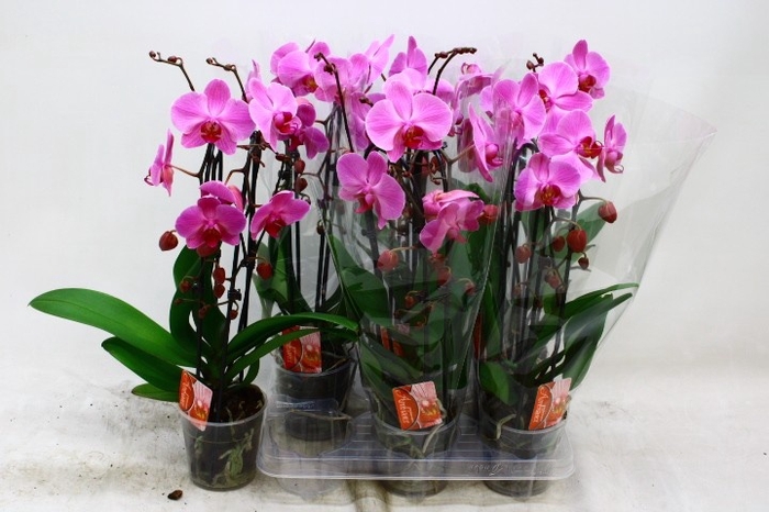 <h4>PHAL EL CASCADE</h4>