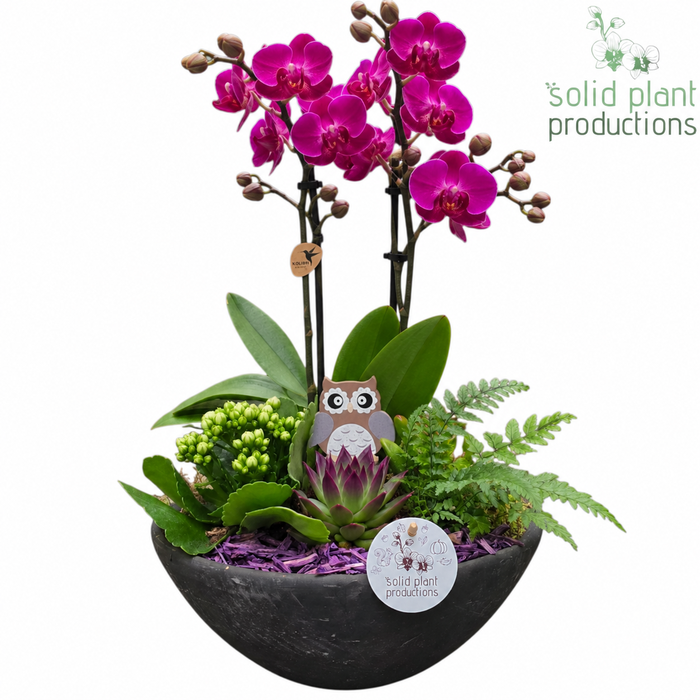 <h4>PH011 Ebbi Medium Purple Autumn</h4>