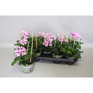 Pelargonium Cascade Appelblossom