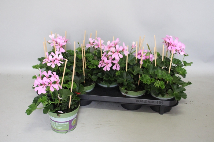 <h4>Pelargonium Cascade Appelblossom</h4>