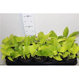 Epipr Golden Pothos