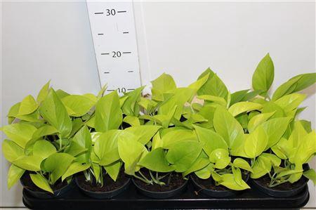 <h4>Epipr Golden Pothos</h4>