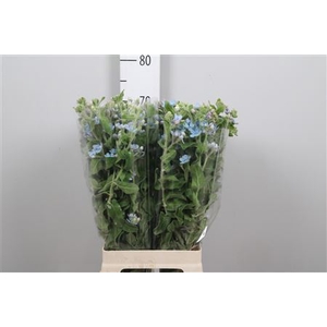 Oxy Co Tan Pure Blu