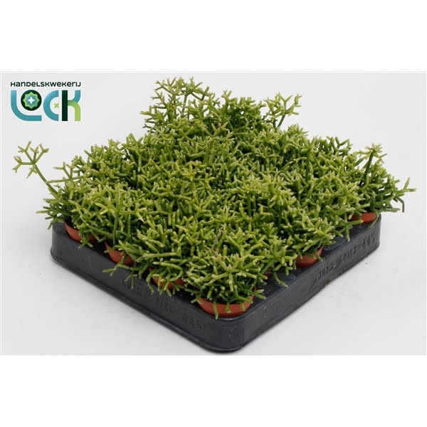 <h4>Rhipsalis Heteroclada</h4>