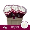 Chr S Baykal