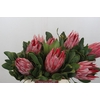 Protea Cyn. Claire