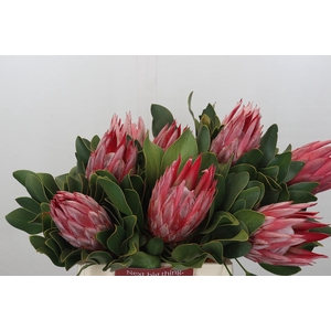 Protea Cyn. Claire