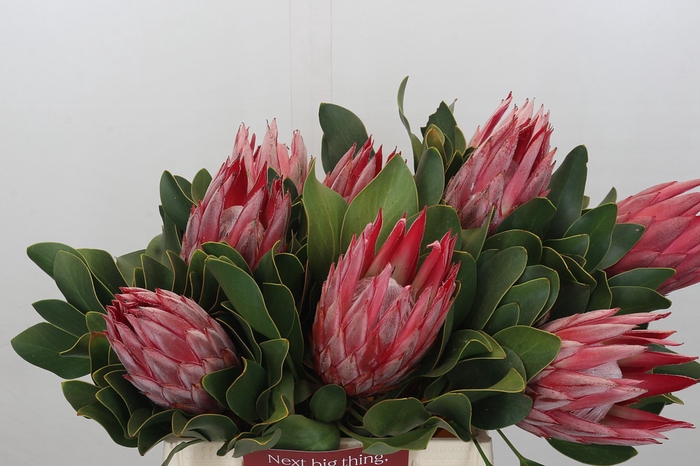 Protea Cyn. Claire