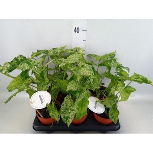 Syngonium   ...