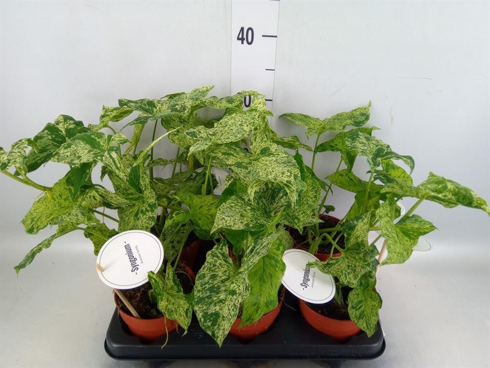 <h4>Syngonium   ...</h4>