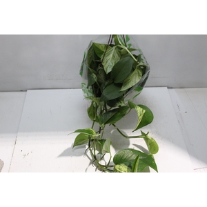 JIBOIA BRANCO PEND C21 PENDENTE