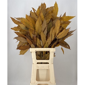 Dr Castanea Stab Yellow Giallo