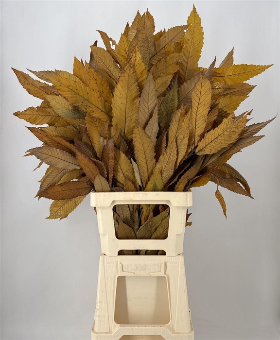 <h4>Dr Castanea Stab Yellow Giallo</h4>