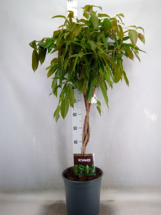 <h4>Ficus binn. 'Amstel King'</h4>