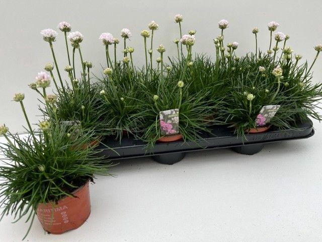 <h4>ARME MAR ARMAD WHITE</h4>