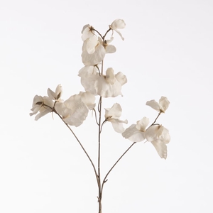 Af Lathyrus Dried L76cm Cream