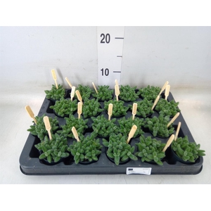 Delosperma echinatum