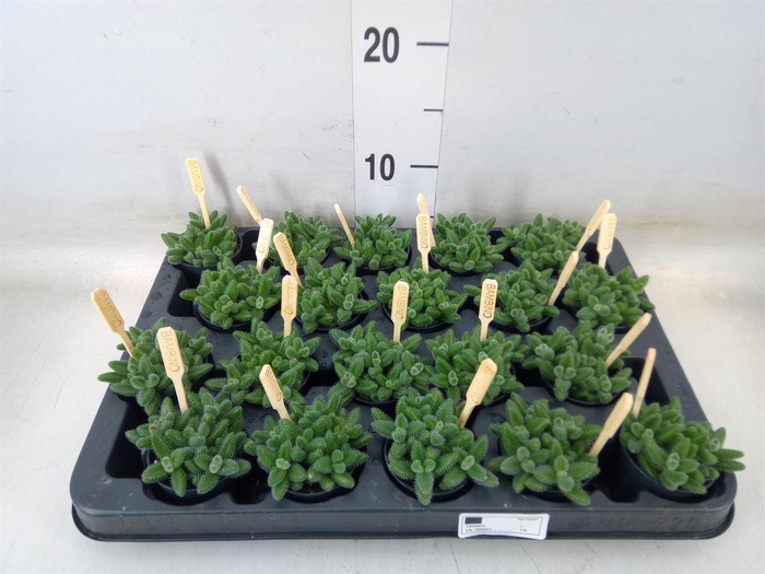 <h4>Delosperma echinatum</h4>