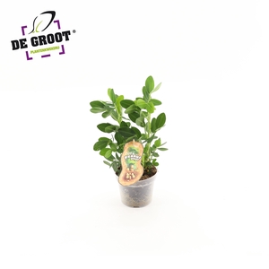 Arachis Hypogaea (pindaplant)