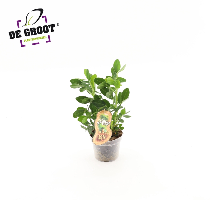 <h4>Arachis Hypogaea (pindaplant)</h4>