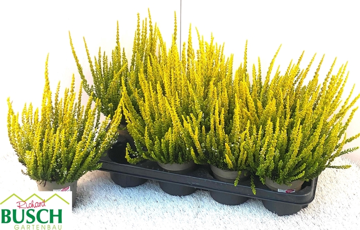 CALLU GA G ZETA