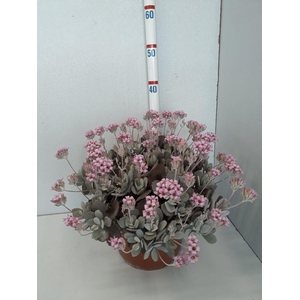 KALANCHOE PUMILA