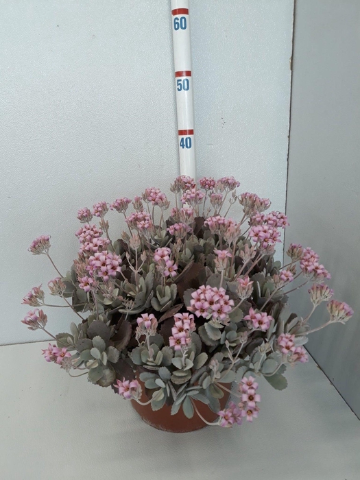 <h4>KALANCHOE PUMILA</h4>