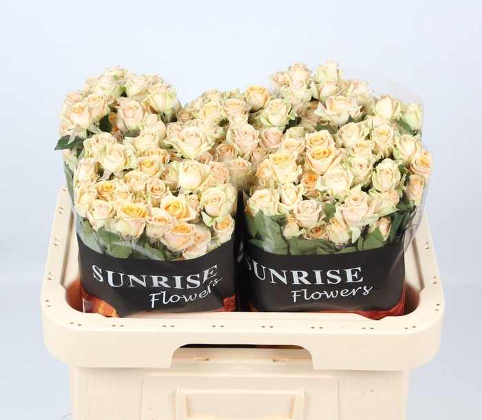 <h4>R TR TRINITY</h4>