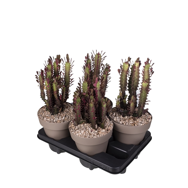 <h4>EUPHORBIA TRIGONA RUBRA - POT Ø 16</h4>