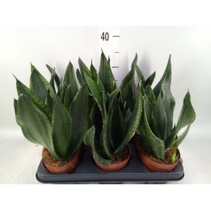 Sansevieria trifa.   ...